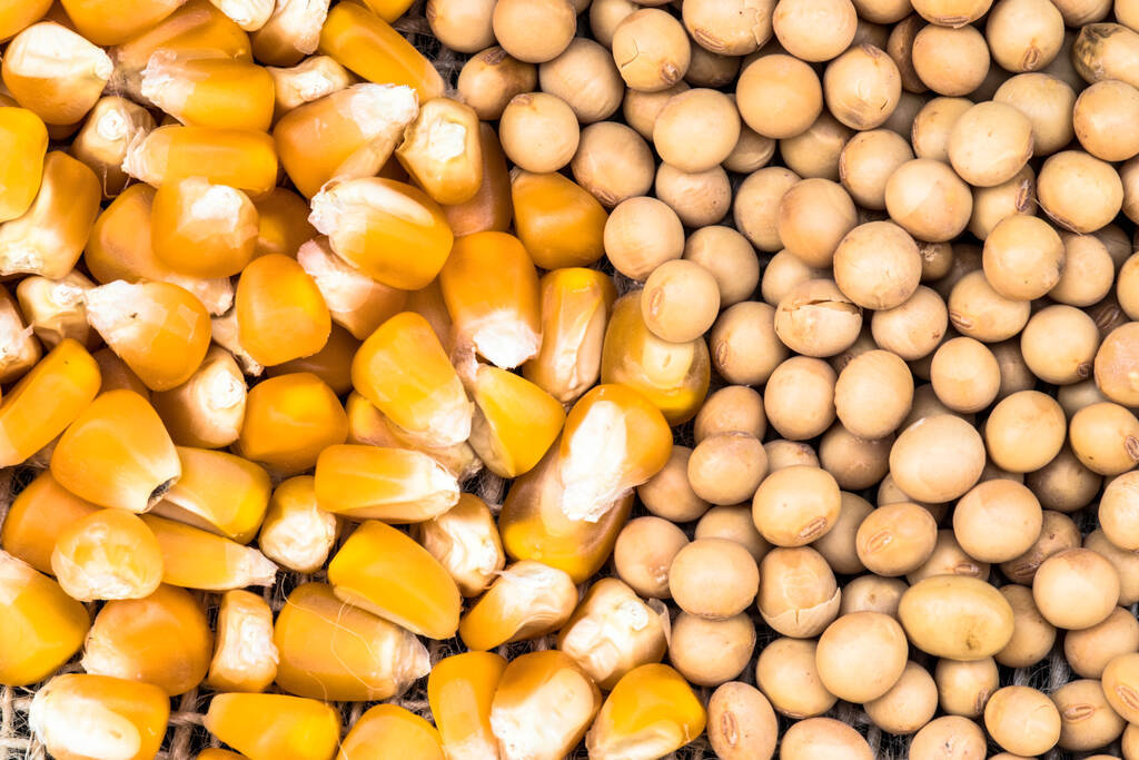 巴西收獲了92.5%的大豆面積<strong></p>
<p>玉米收獲機(jī)</strong>，夏季玉米產(chǎn)量為68.2%:玉米收獲機(jī)